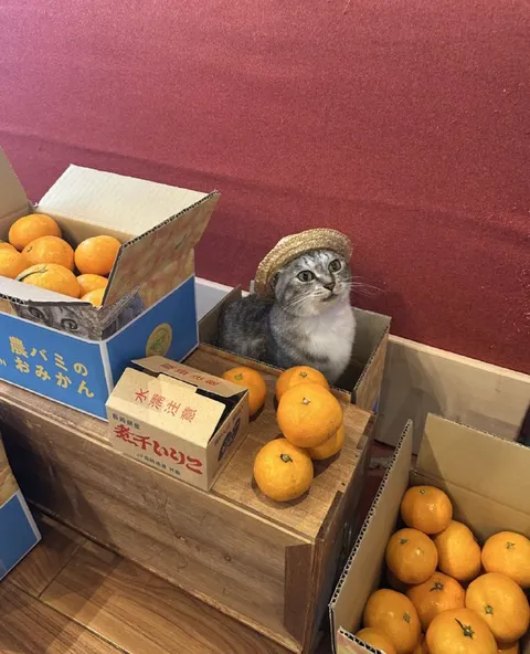 みかん売り場の猫
