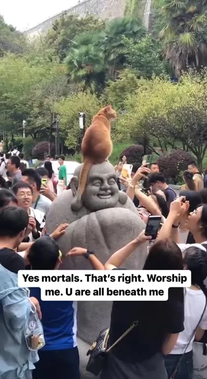 Cat Worships the Laughing Buddha