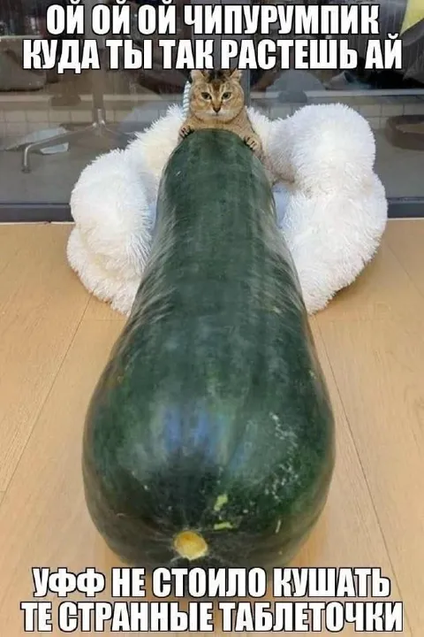Кот и странные таблеточки