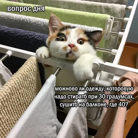 Кот задаёт вопрос дня