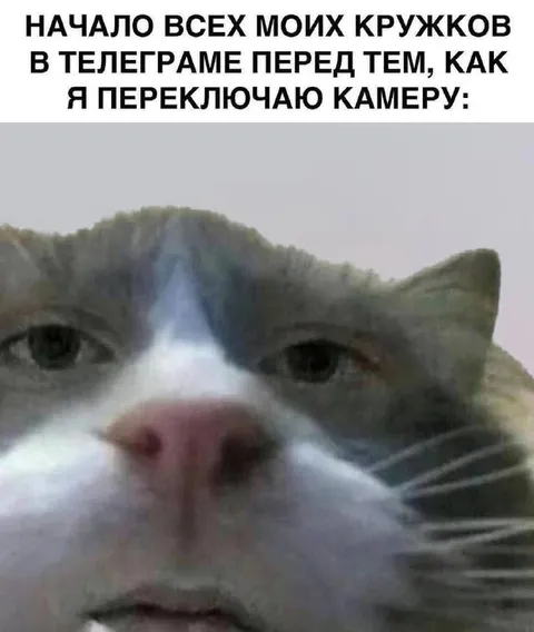 Кот перед переключением камеры
