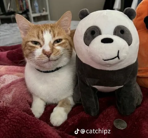 Кот и плюшевая панда