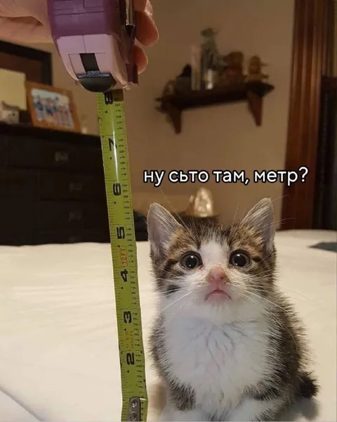 Котёнок ждёт метр