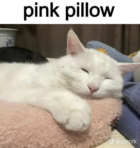 White Cat on Pink Pillow