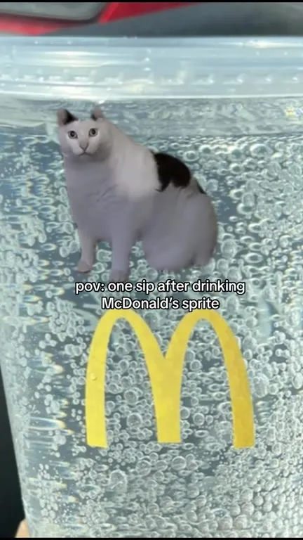 Cat After One Sip of Sprite