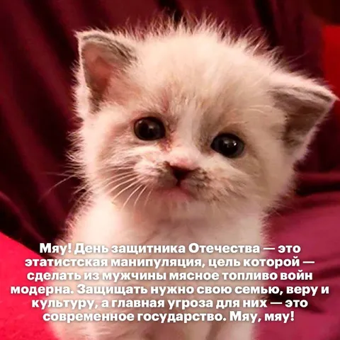 Кот о Дне защитника Отечества