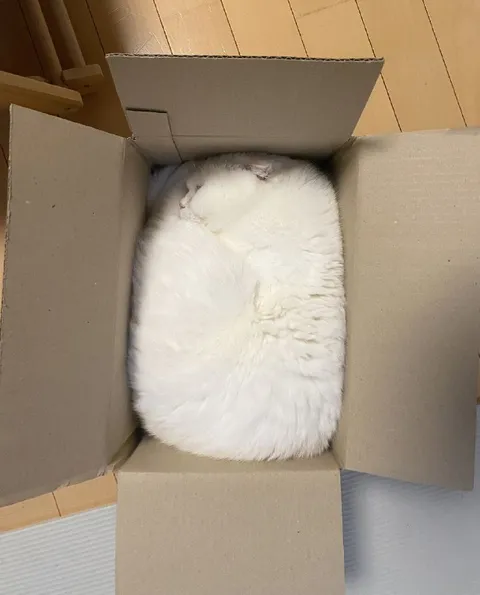 Кот идеально поместился в коробке