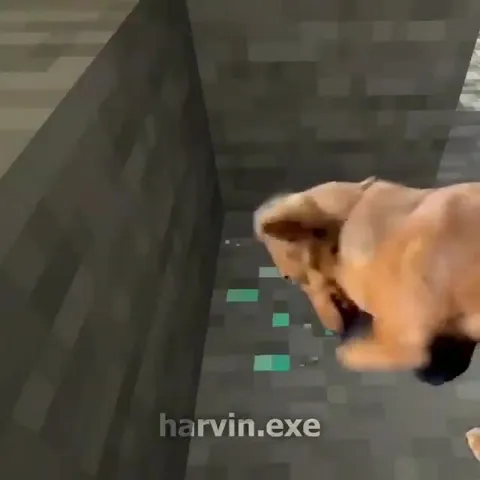 Собака добывает алмазы