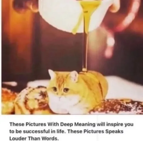 Cat Under a Champagne Pour