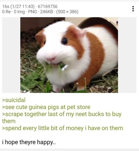 Suicidal Guinea Pig Owner