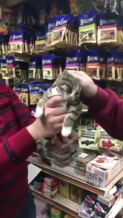 Tiny Cat in the Store
