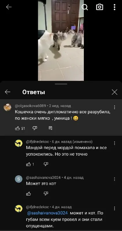 Кошечка дипломатично всё разрулила