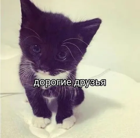 Милый котёнок обращается к друзьям