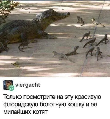 Флоридская болотная кошка и котята