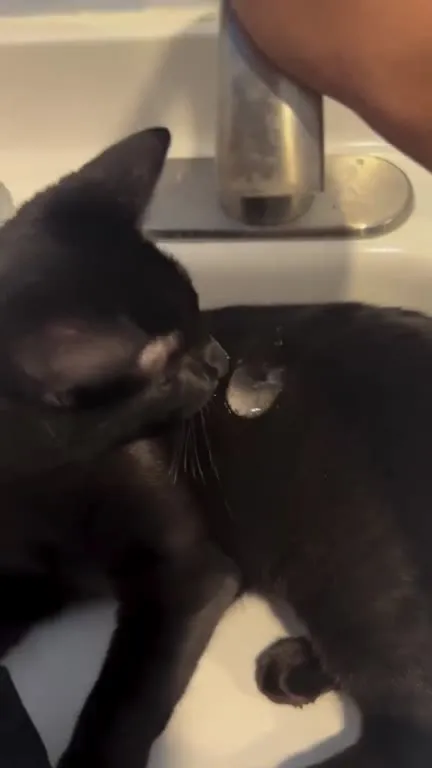 Кот лижет другого кота