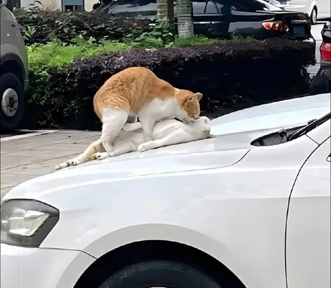 Коты на капоте автомобиля
