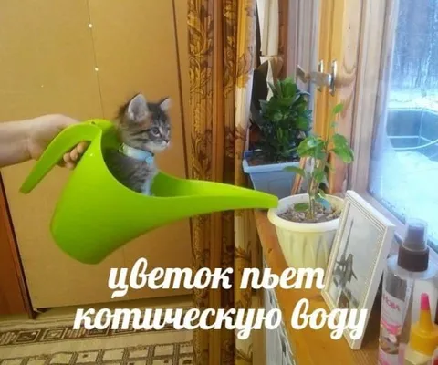 Котическая вода для цветка