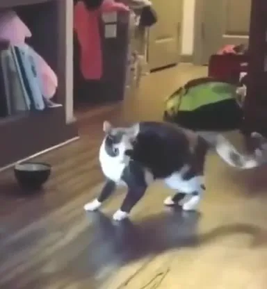 Кот танцует под пасодобль