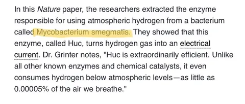 Bacterium That Generates Electricity