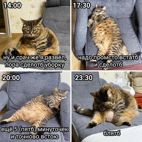 Кот всё откладывает уборку
