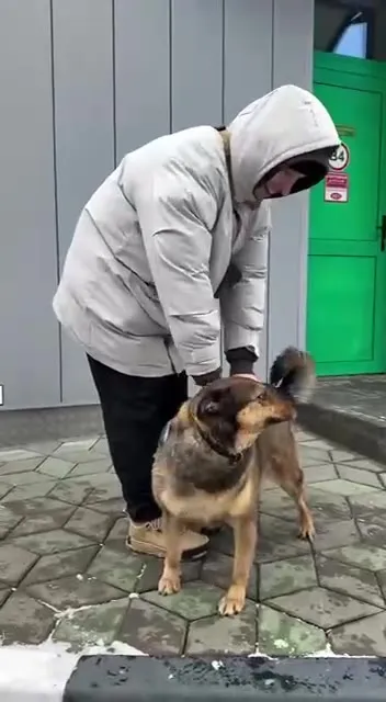 Собака не хочет отпускать хозяина
