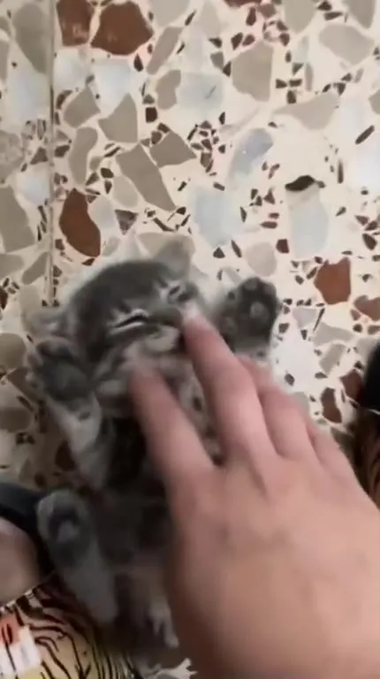 Котёнок кусает палец