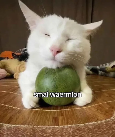 Small Watermelon Cat