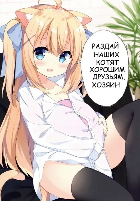 Раздай наших котят хорошим друзьям