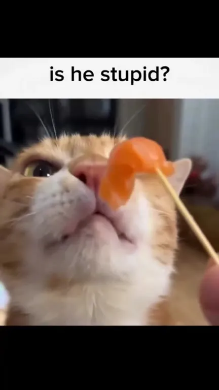 Is He Stupid Cat