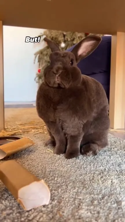 She’s a 10 but she’s a rabbit