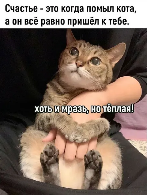 Счастье — это помыть кота