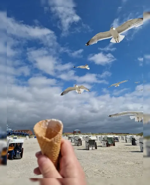 Чайки хотят мороженое