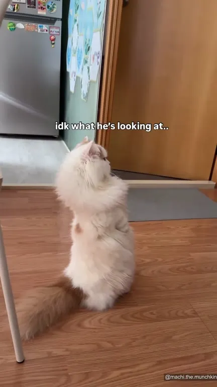 Cat Looking at Nothing