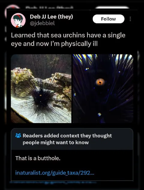 Sea Urchin Has One Eye