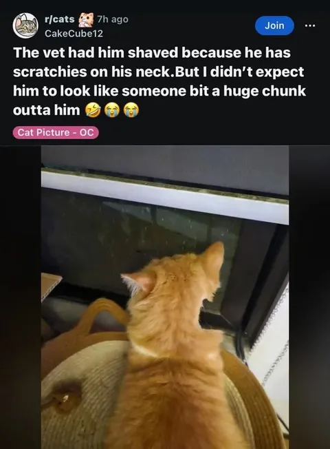 Cat Looks Like a Huge Chunk
