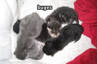 Kittens Spelling Bugs Wrong