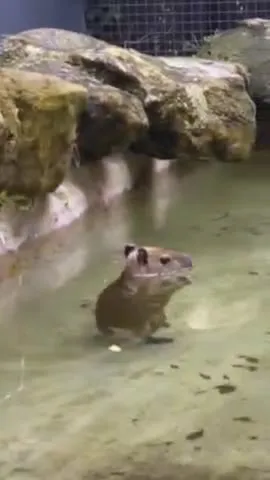 Капибара выходит из воды