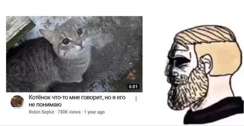 Котёнок что-то мне говорит