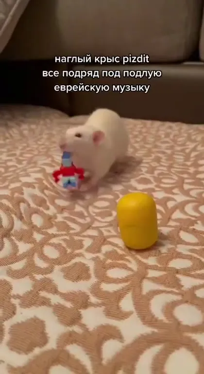 Наглый крыс танцует под музыку
