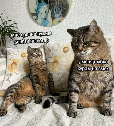 Деньги на ветер и курам на смех