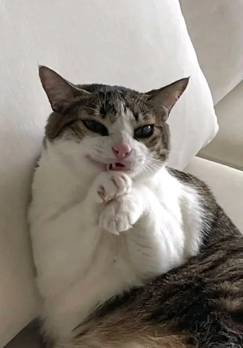 Кот с лапкой у рта