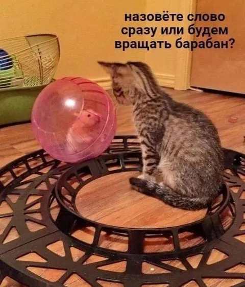 Кот и барабан для слов
