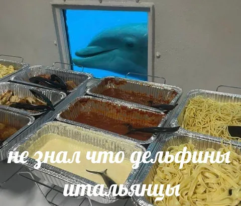 Дельфины-итальянцы на раздаче
