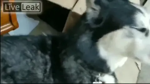 Хаски смеётся от поглаживания