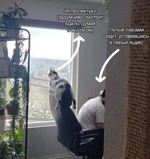Интеллектуал и глупый у окна