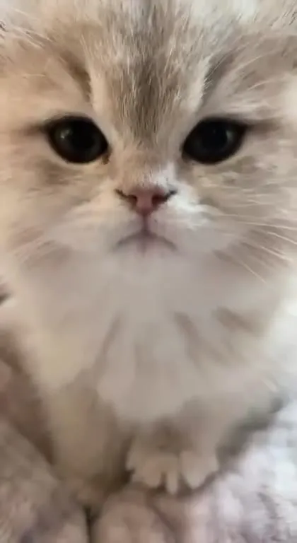Милый котёнок крупным планом