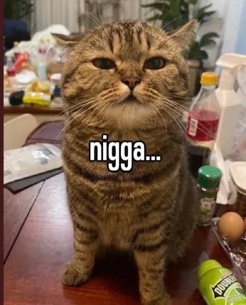 Cat Says Nigga