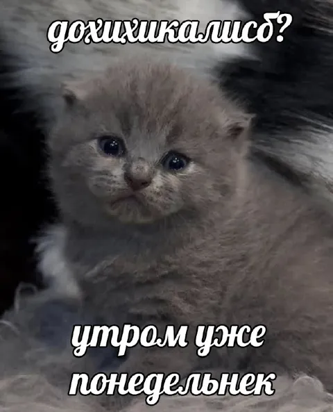 Грустный котёнок перед понедельником