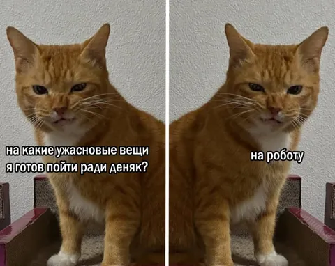 Кот готов на всё ради денег