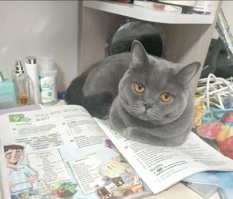 Cat Is What It Studies